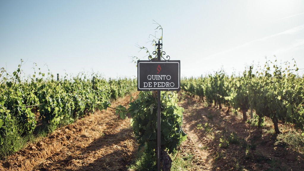 Viñas de Quinto de Pedro