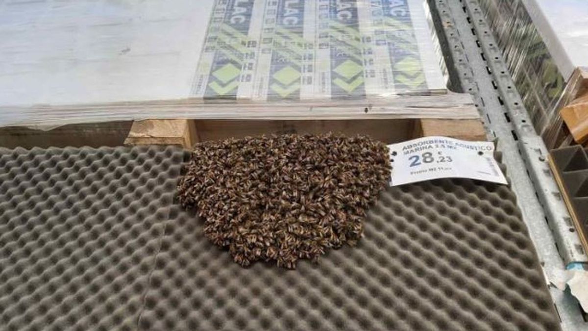 abejas-centro-comercial-alicante