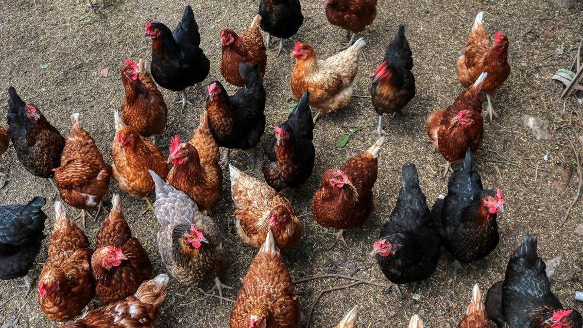 Un científico advierte de un posible virus aviar que podrá matar a la mitad de la población