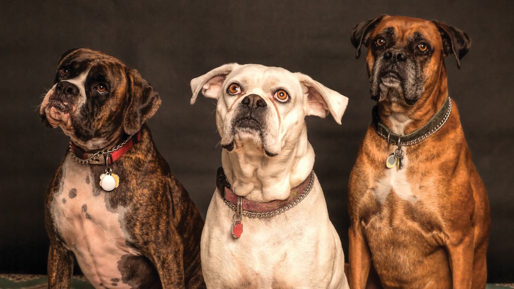 Me he separado, ¿quién se queda con el perro? Todo lo que necesitas saber