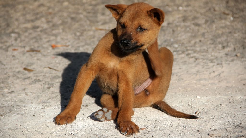 Mi perro se rasca más de lo normal: puede que tenga caspa