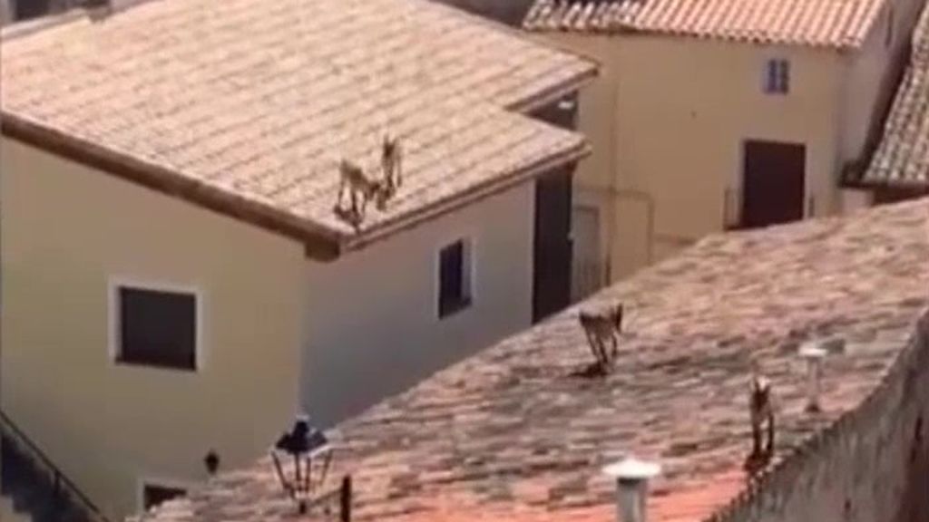 Cabras montesas, de tejado en tejado: la anécdota del fin de semana de unos vecinos en Zaragoza