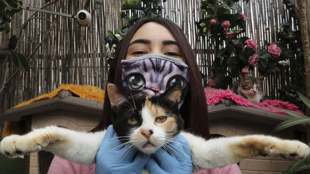 Gatos sí, cerdos no: el riesgo del contagio animal del coronavirus Gatos sí, cerdos no: el riesgo del contagio animal del coronavirus