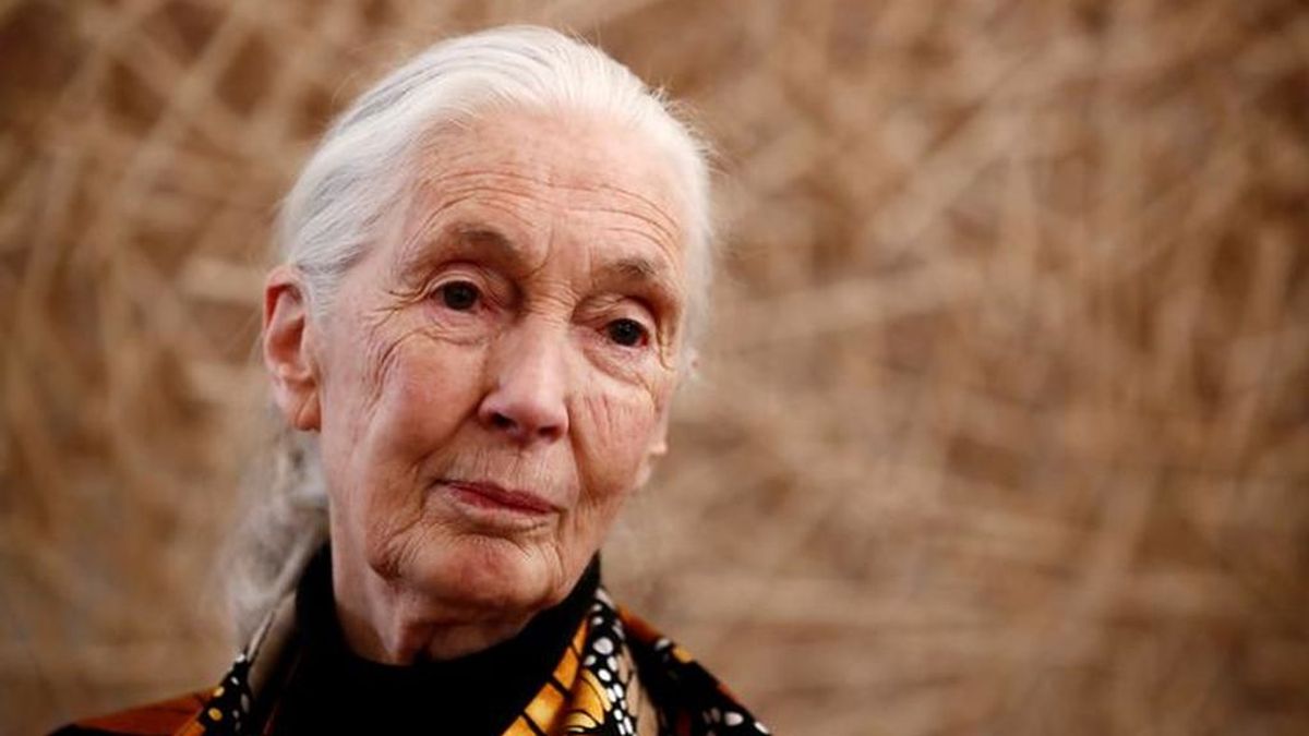Jane Goodall: "Si no encontramos una manera mejor de vivir, seremos una especie extinguida"