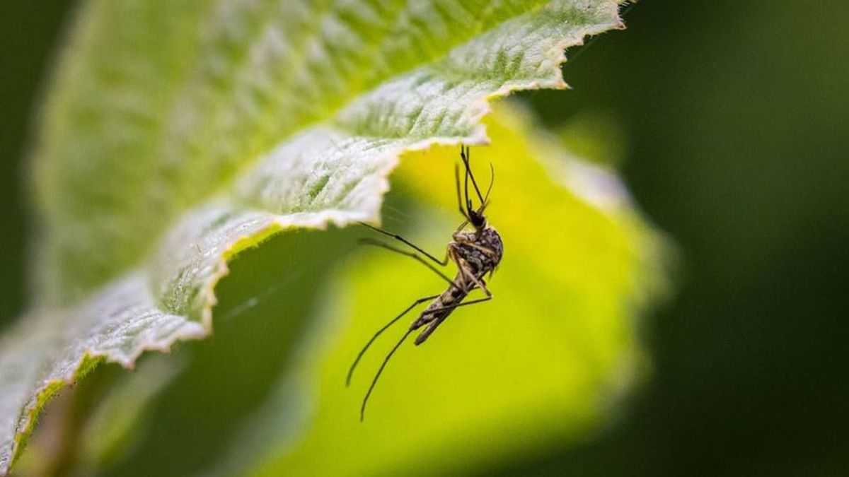 El tigre en el Mediterráneo y el 'japonicus' en el Cantábrico: los mosquitos invasores que preocupan en verano