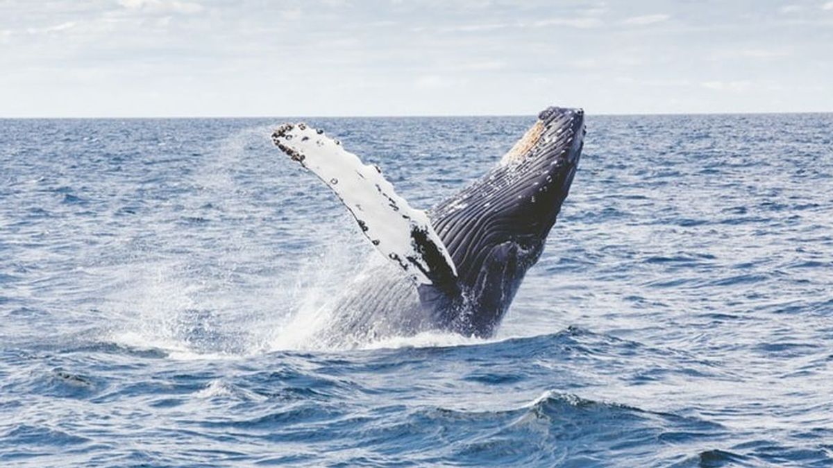 Una ballena de 15 metros, protagonista de la semana en Montreal: lleva días rondando el puerto y no sale al mar