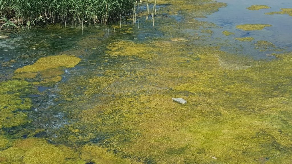 La Araña Finlandesa: la solución que piden los vecinos para recuperar el Mar Menor La Araña Finlandesa: la solución que piden los vecinos para recuperar el Mar Menor