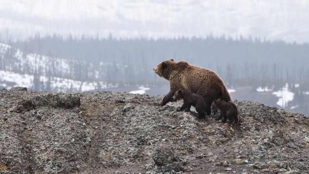 El oso pardo, cada vez más visible en España: se han visto ocho juntos en el Parque Natural de Somiedo
