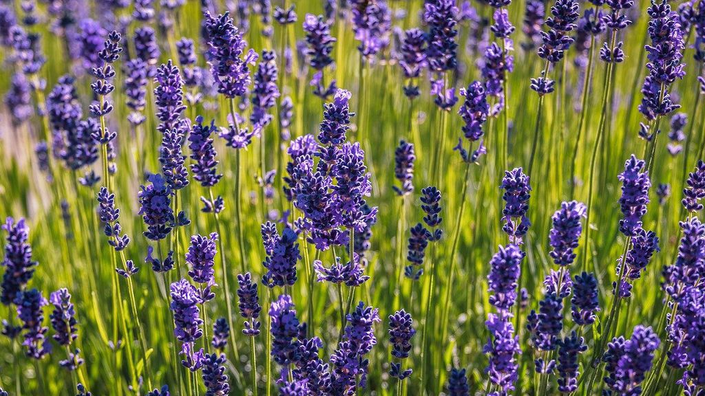 lavanda