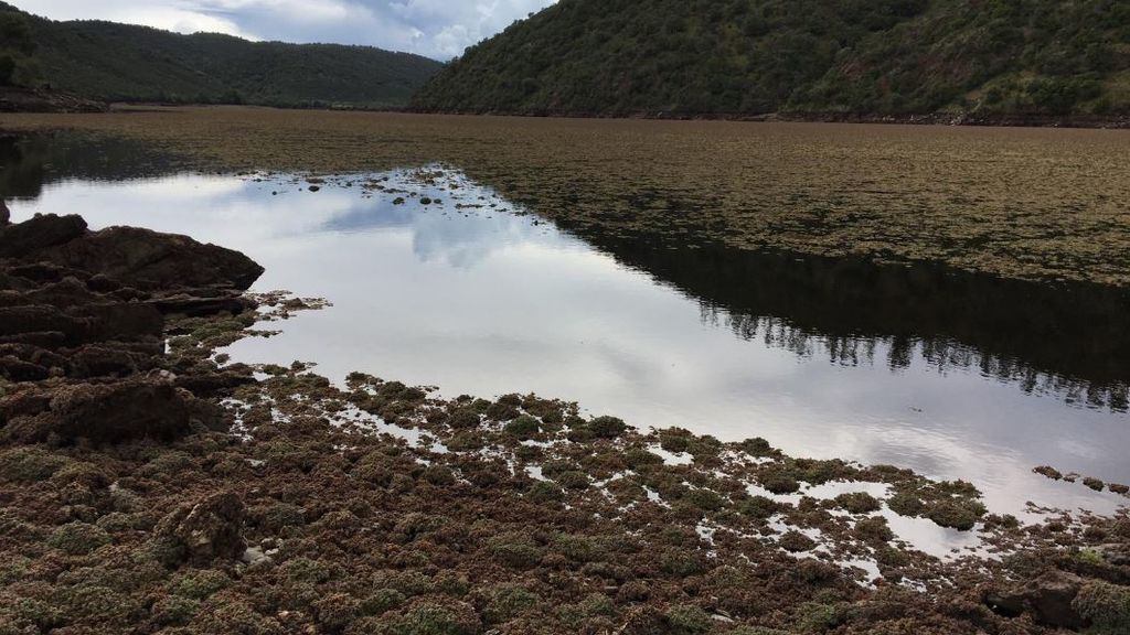 El Tajo cubierto por la Azolla