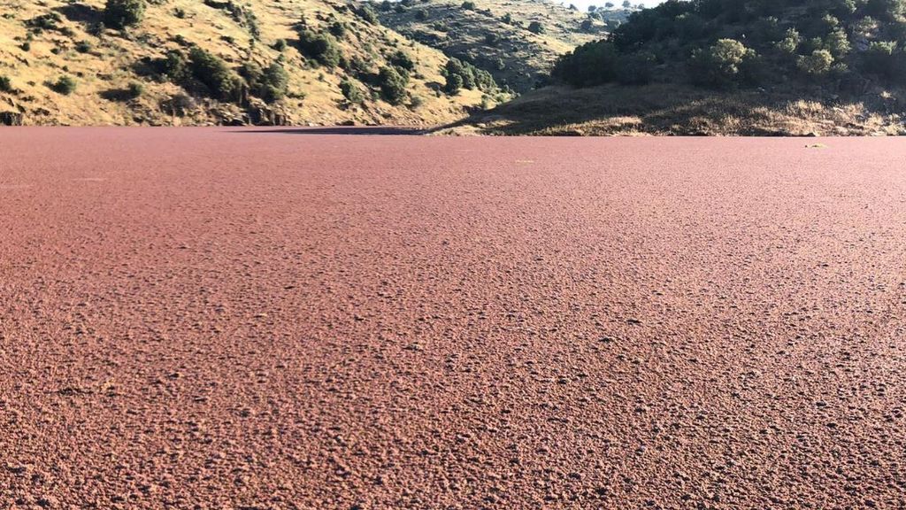El Tajo cubierto por la azolla