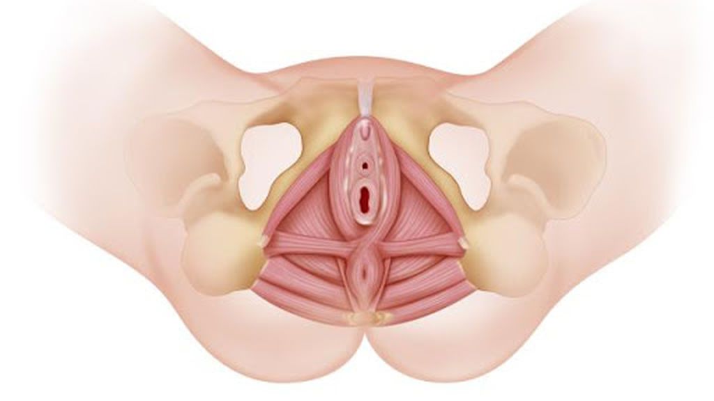 El perineo es la zona que une la vagina con el ano.