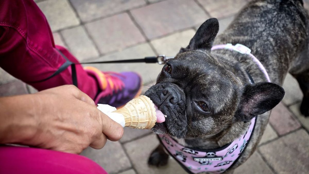 Los perretes también pueden darse un capricho: recetas para prepararle un delicioso helado a tu perro