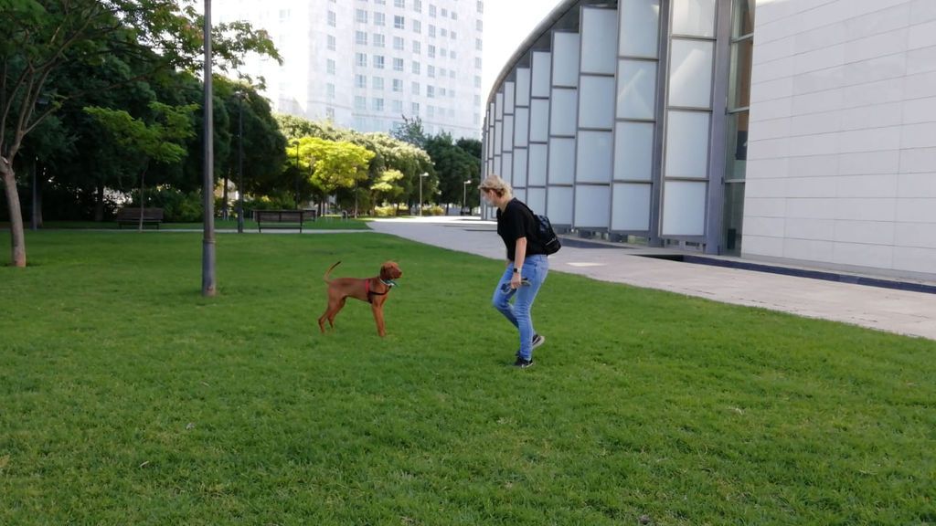 Aumentan los casos de ansiedad en perros durante la desescalada Aumentan los casos de ansiedad en perros durante la desescalada