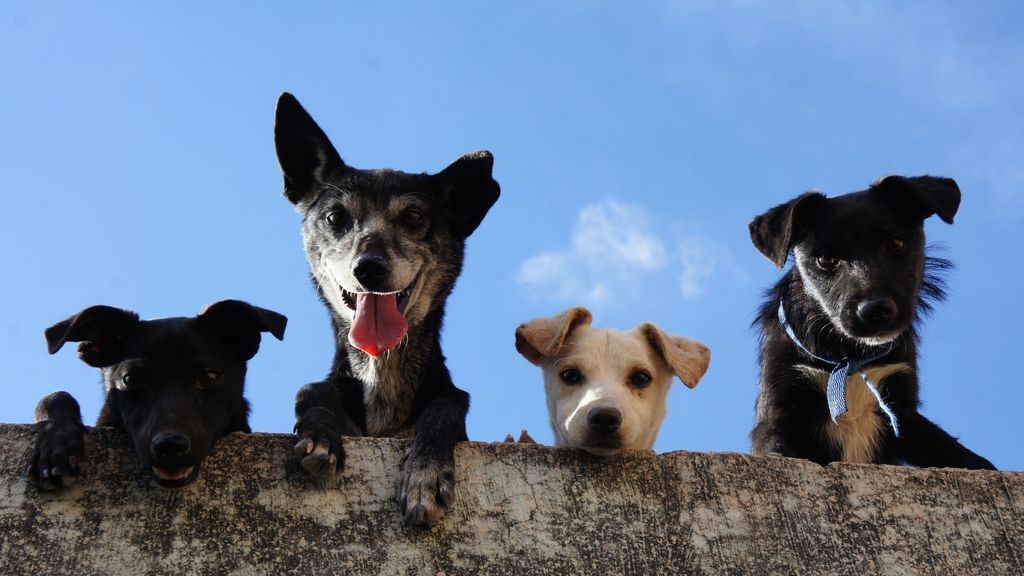 5 Beneficios de las mascotas en las personas mayores.