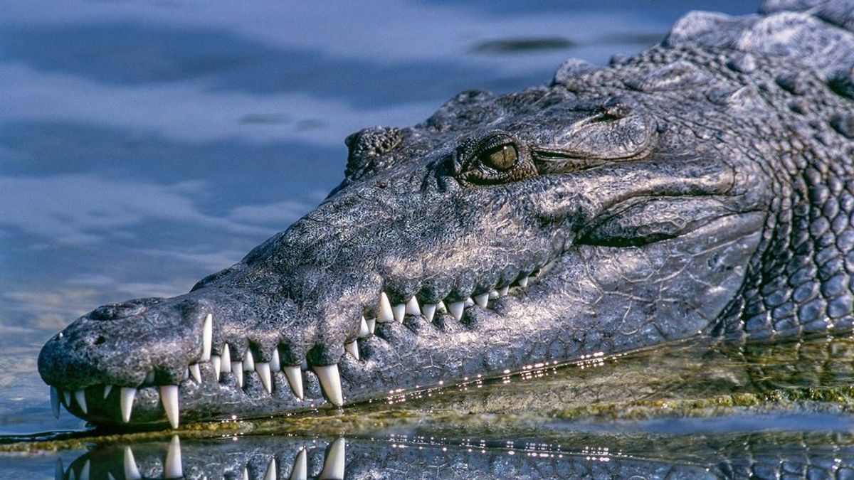 Un caimán de casi 3 metros ataca a un joven de 14 años en Florida