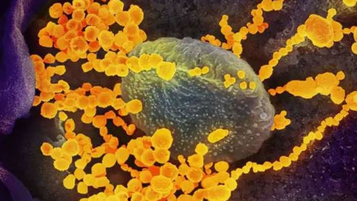 Científicos creen que el coronavirus es un híbrido salido de murciélagos y pangolines
