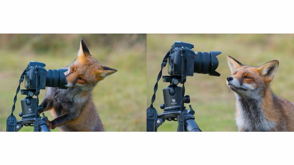 fox