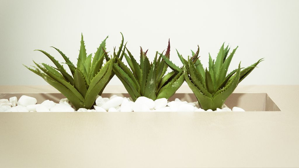 Aloe Vera. Foto de Cecília Tommasini en Pexels