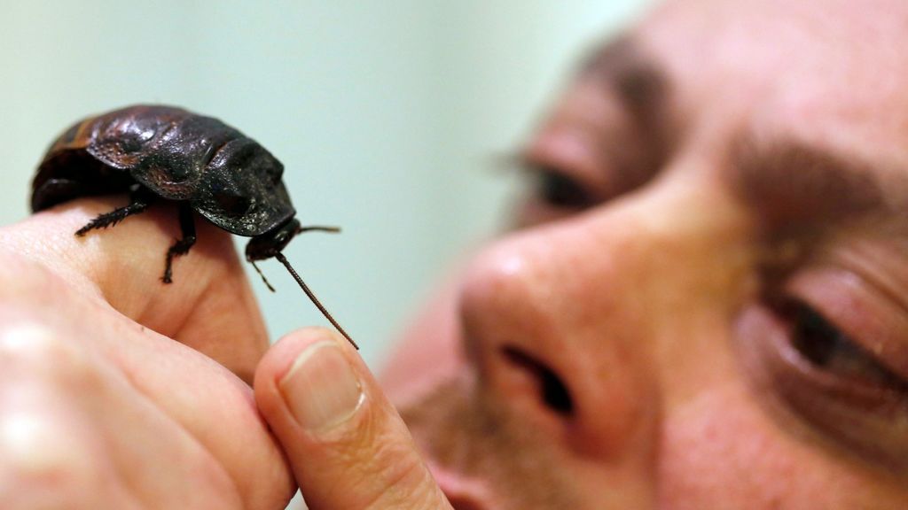 El por qué de la proliferación de ratas, cucarachas y mosquitos tras el confinamiento El por qué de la proliferación de ratas, cucarachas y mosquitos tras el confinamiento