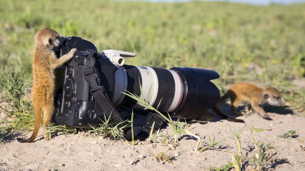 Zorros, pájaros, ardillas: los animales investigan las cámaras de los fotógrafos Zorros, pájaros, ardillas: los animales investigan las cámaras de los fotógrafos