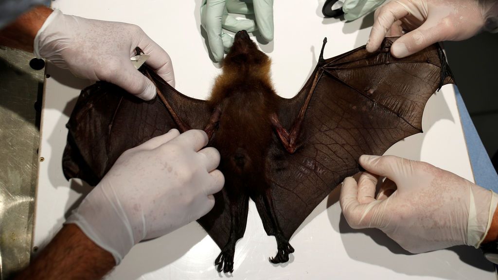 Por qué los murciélagos tienen tantos virus?, por Raúl Rivas - NIUS