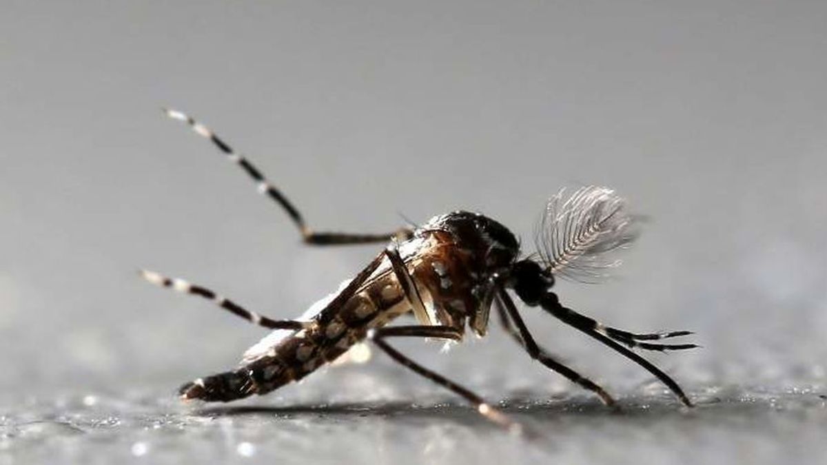 El verano amenaza con traernos más mosquitos, cucarachas y moscas negras