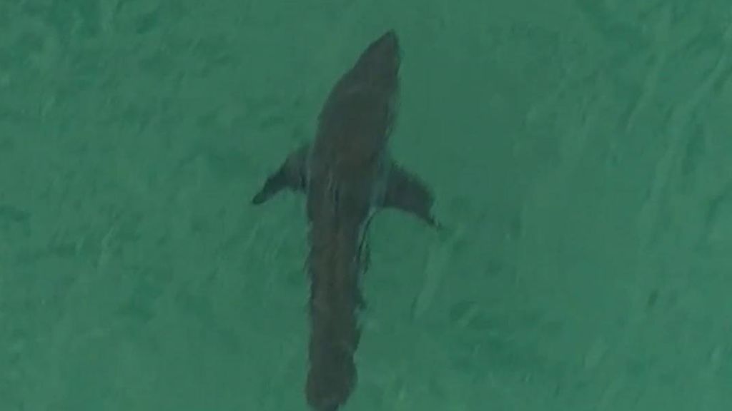 Muere un surfista en Australia tras el ataque de un tiburón blanco de tres metros de longitud