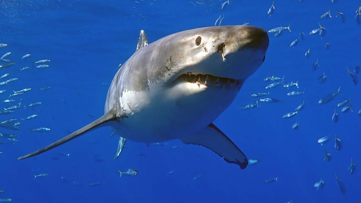 La variada dieta del tiburón blanco sorprende  los expertos
