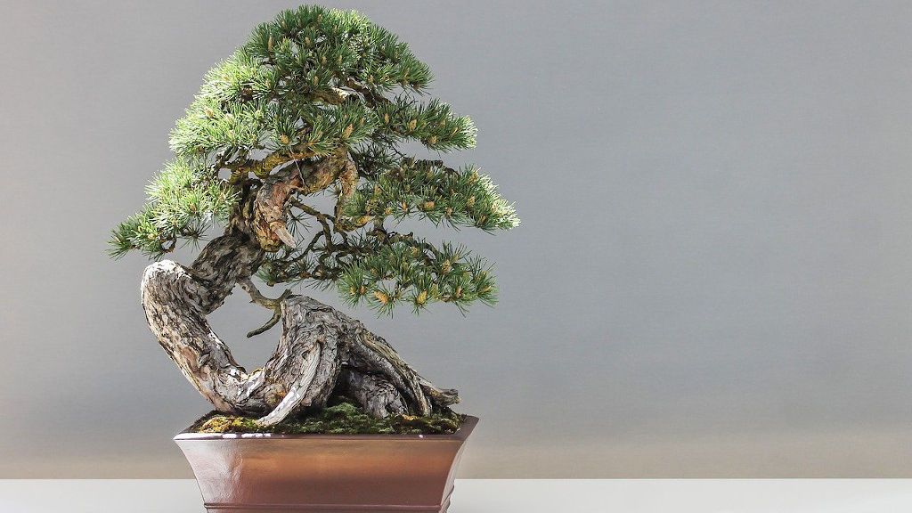 bonsai-1