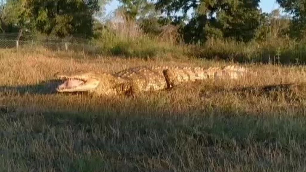 Un cocodrilo de 250 kilos en el Duero: siguen una huellas, pero no le encuentran