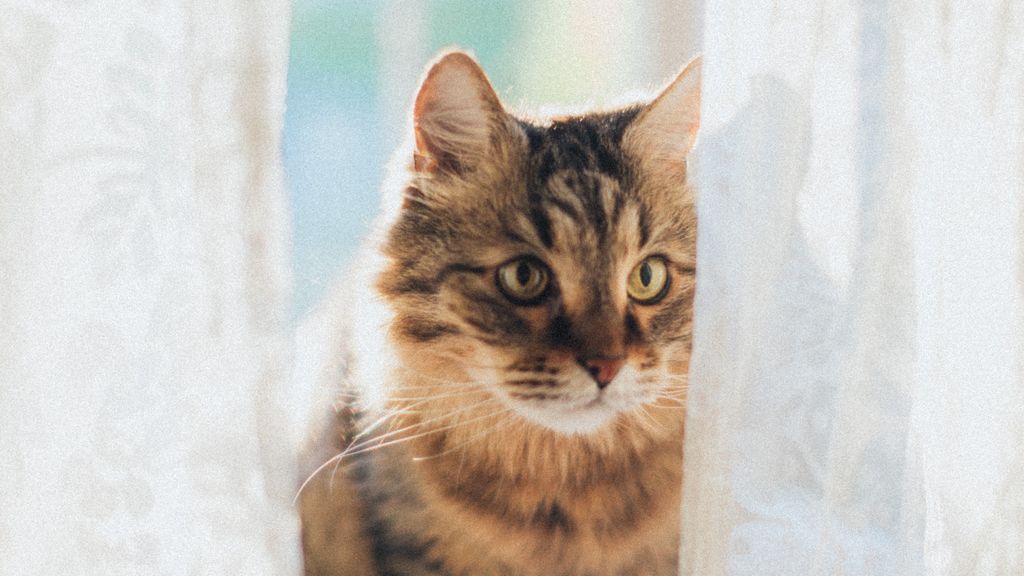 Los gatos y el atún, una relación de amor y odio que deberías controlar