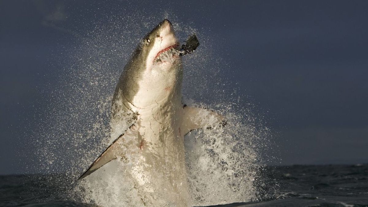 Al tiburón blanco no le gusta comer humanos: terminado el primer estudio que analiza su dieta
