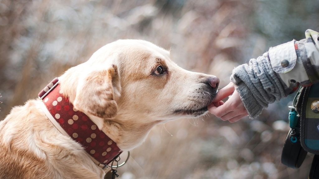 Aumenta el abandono de animales domésticos tras el confinamiento