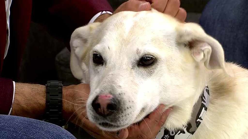 Adopta a Valentina y dale un nuevo hogar