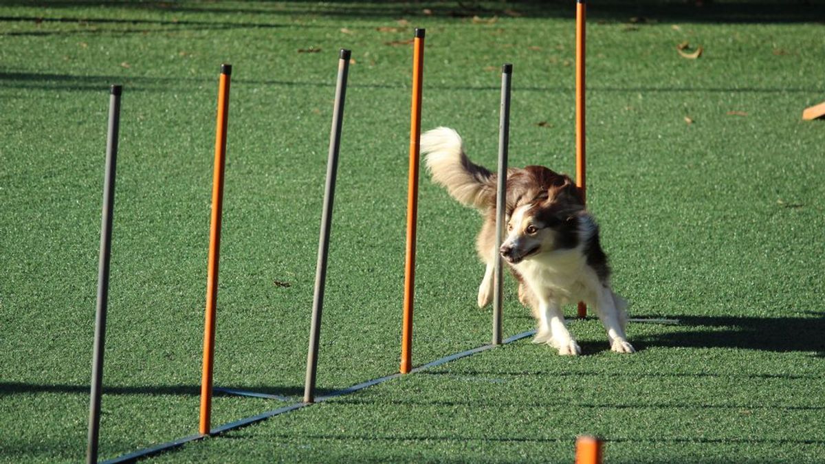 Agility: el deporte canino que cada vez tiene más adeptos y aficionados