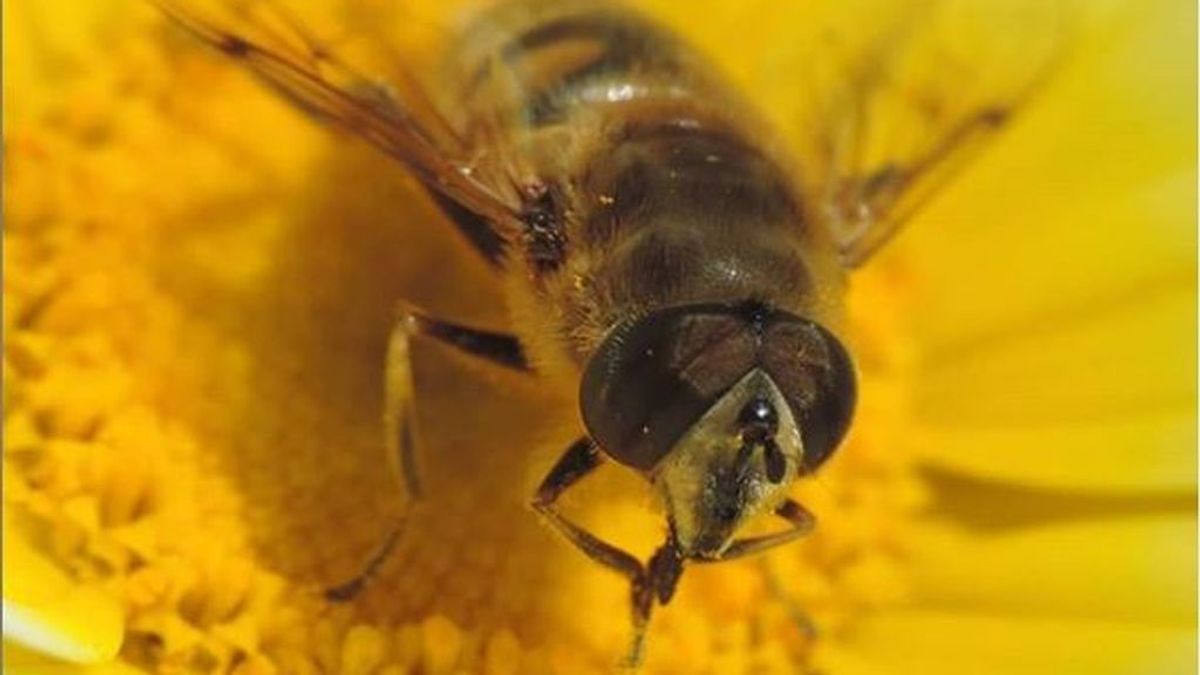 La mosca abeja: el híbrido que trae de cabeza a los vecinos de Barcelona