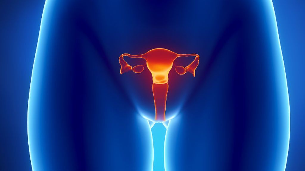 Los ovarios también producen la progesterona.