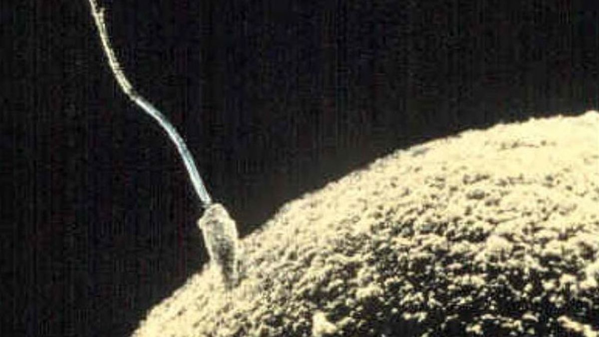Los óvulos humanos atraen la esperma para ser fecundados, según un estudio