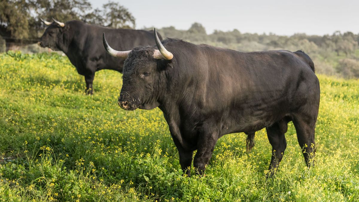 Ganaderos de sevilla donan 6 toneladas de carne de toro a los más necesitados a través de los bancos de alimentos Ganaderos de sevilla donan 6 toneladas de carne de toro a los más necesitados a través de los bancos de alimentos