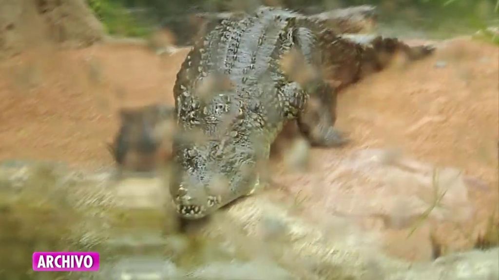Testigo del avistamiento del cocodrilo en el Pisuerga: "No me pareció una nutria ni un pez de grandes dimensiones"
