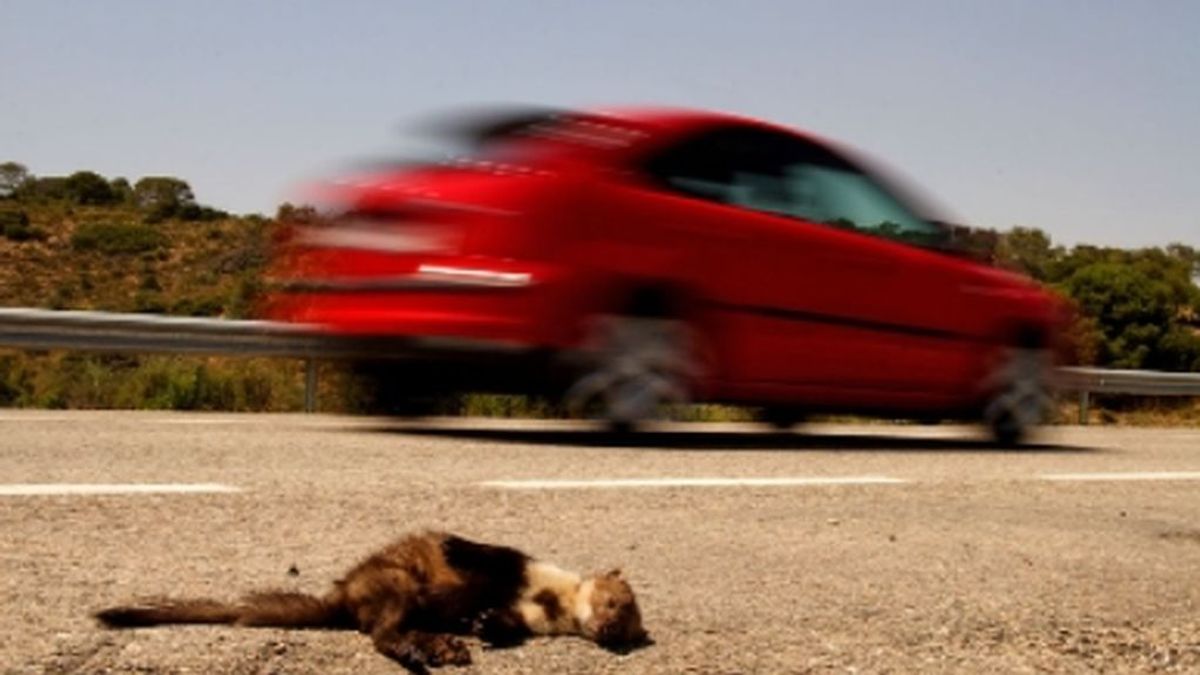 194 millones de aves y 29 millones de mamíferos mueren cada año en las carreteras europeas