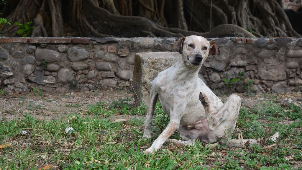 Los perros también pueden tener piojos y evitar su aparición es muy sencillo