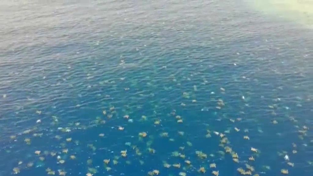 Mar de tortugas: un dron capta miles nadando en las playas de Australia