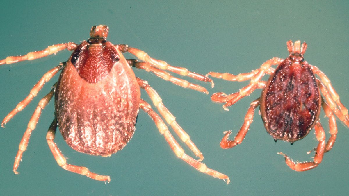 Cuidado con las garrapatas: vuelve a España el peligroso virus de Crimea-Congo Cuidado con las garrapatas: vuelve a España el peligroso virus de Crimea-Congo