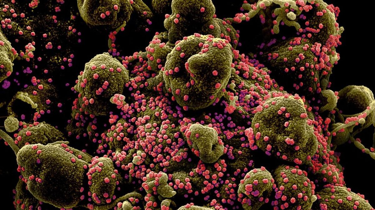 El CSIC busca nuevas formas de atacar al coronavirus y bloquear la infección El CSIC busca nuevas formas de atacar al coronavirus y bloquear la infección