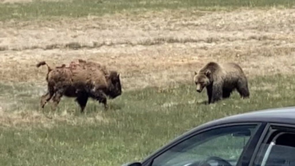 Un oso grizzly y un bisonte luchan a muerte en Yellowstone