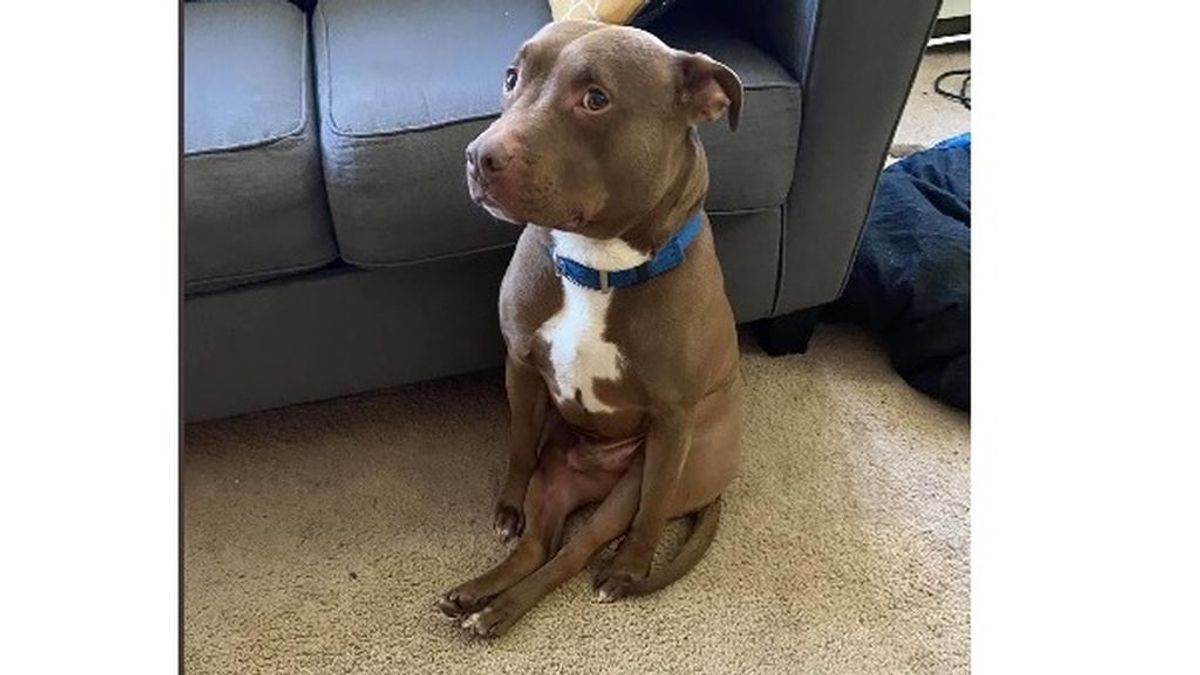 Un usuario publica una foto de su perro sentado y se vuelve viral: el animal se sienta como un humano