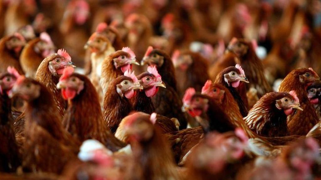 Plaga de pollos salvajes en Nueva Zelanda tras el confinamiento por el coronavirus Plaga de pollos salvajes en Nueva Zelanda tras el confinamiento por el coronavirus