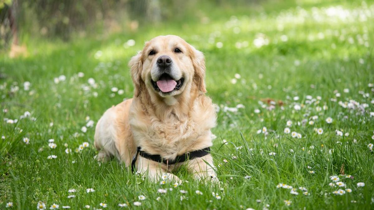 Las heces del perro nos hablan de su salud: prevención de los tres parásitos más comunes